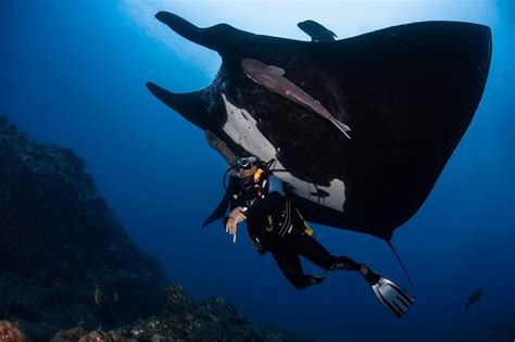 Diving into Manta Magic: Experience the Thrill of Swimming with Mantas